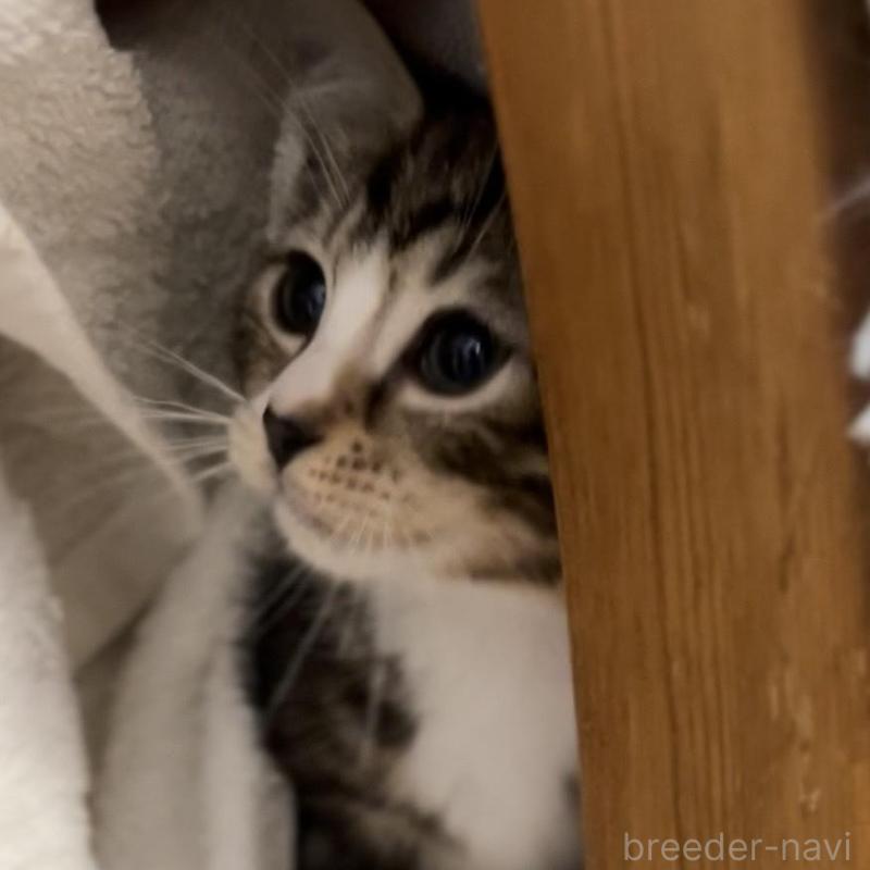 販売中の京都府のマンチカン-136521の5枚目