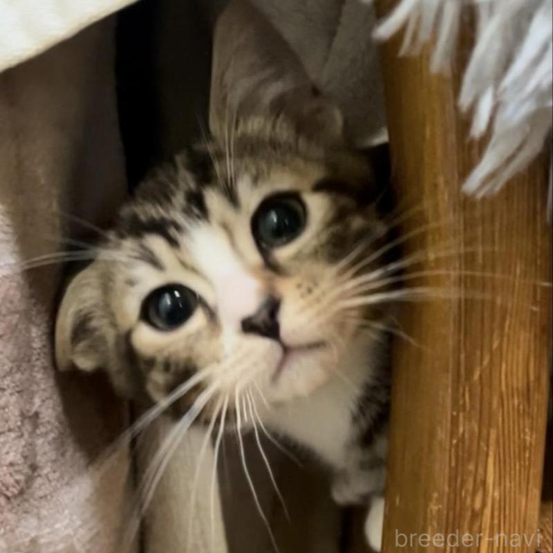 販売中の京都府のマンチカン-136521の4枚目