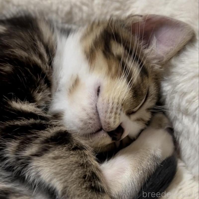 販売中の京都府のマンチカン-136521の3枚目