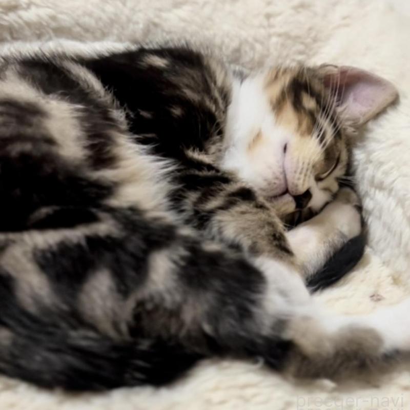 販売中の京都府のマンチカン-136521の2枚目