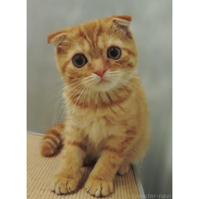 販売中の愛知県のスコティッシュフォールド-136522の5枚目