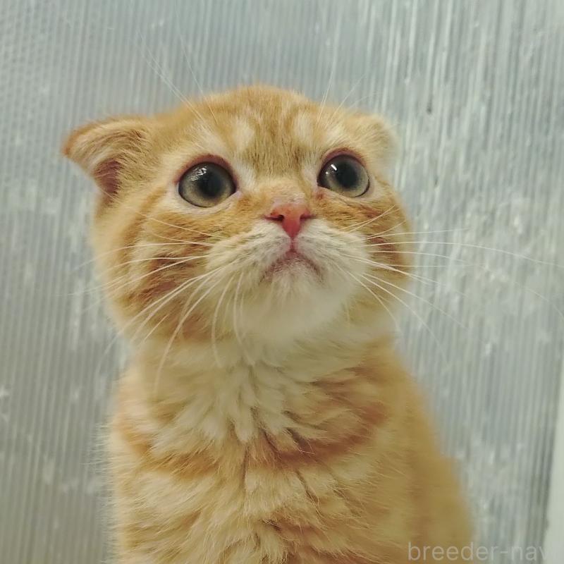 販売中の愛知県のスコティッシュフォールド-136522の4枚目