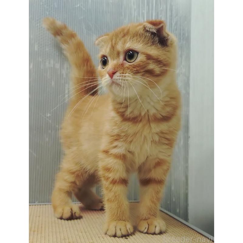 販売中の愛知県のスコティッシュフォールド-136522の2枚目