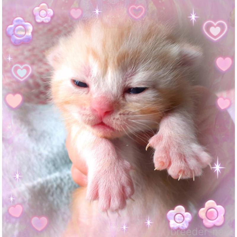 販売中の東京都のアメリカンショートヘア-136523の5枚目