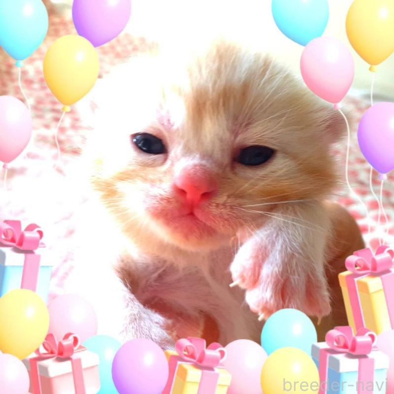 販売中の東京都のアメリカンショートヘア-136523の1枚目