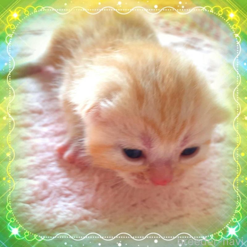 販売中の東京都のアメリカンショートヘア-136523の4枚目