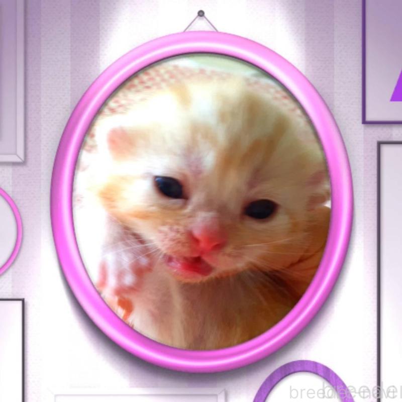 販売中の東京都のアメリカンショートヘア-136523の3枚目