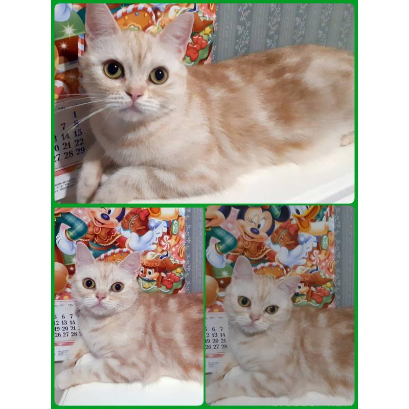 販売中の東京都のアメリカンショートヘア-136523の2枚目