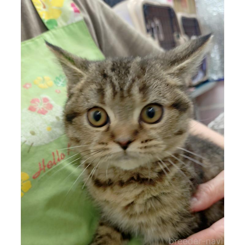 販売中の愛知県のスコティッシュフォールド-136524の7枚目