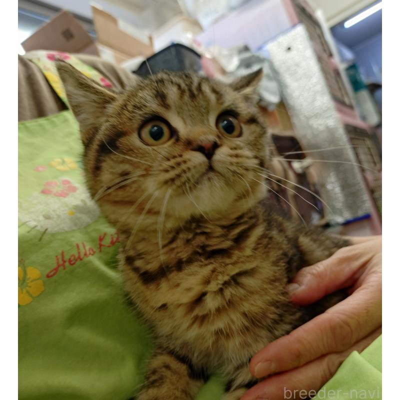 販売中の愛知県のスコティッシュフォールド-136524の6枚目