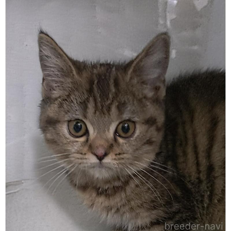 販売中の愛知県のスコティッシュフォールド-136524の3枚目