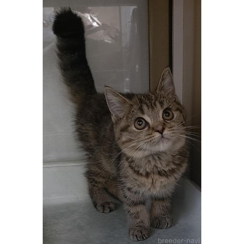 販売中の愛知県のスコティッシュフォールド-136524の2枚目