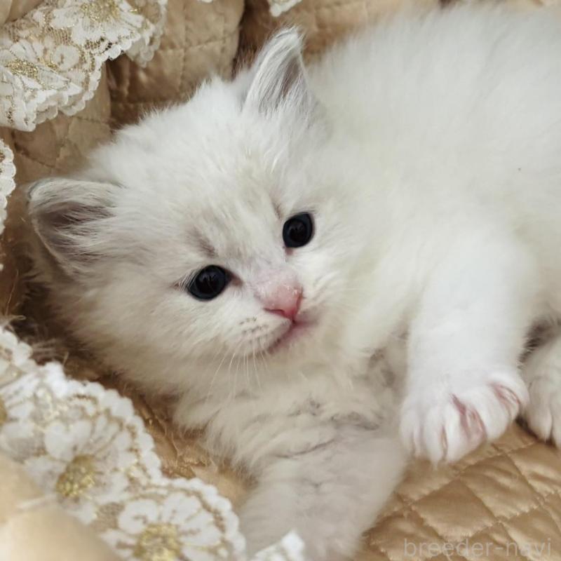 販売中の群馬県のラグドール-136525の6枚目