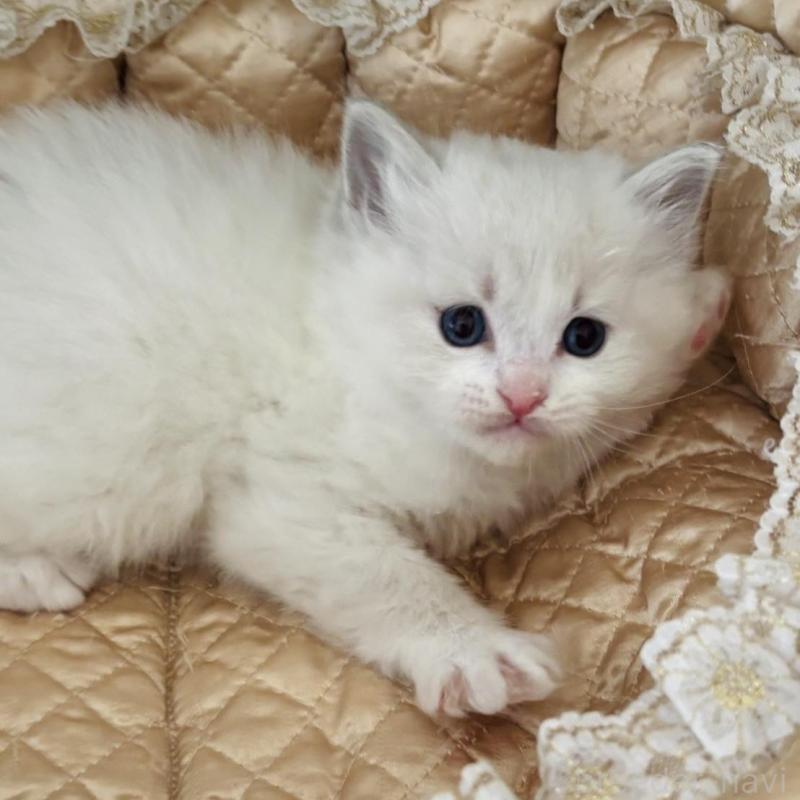 販売中の群馬県のラグドール-136525の5枚目