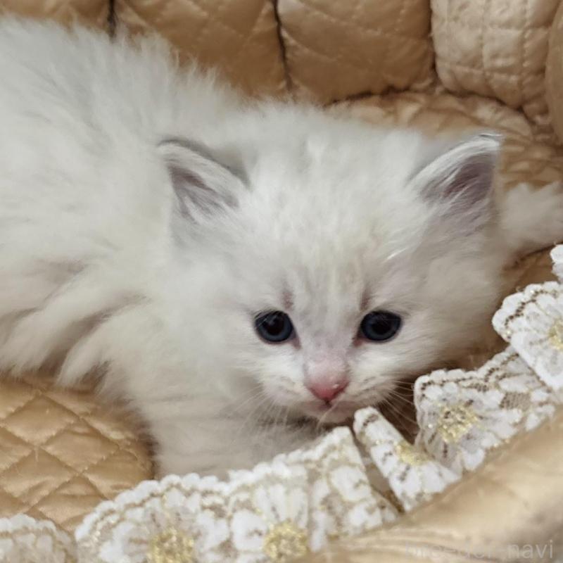 販売中の群馬県のラグドール-136525の4枚目