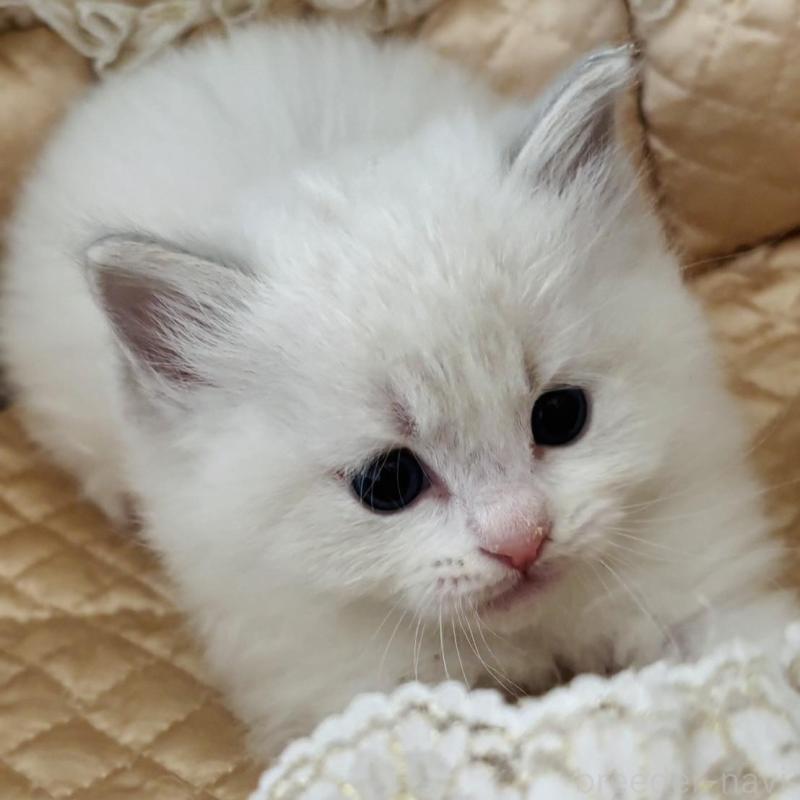 販売中の群馬県のラグドール-136525の3枚目