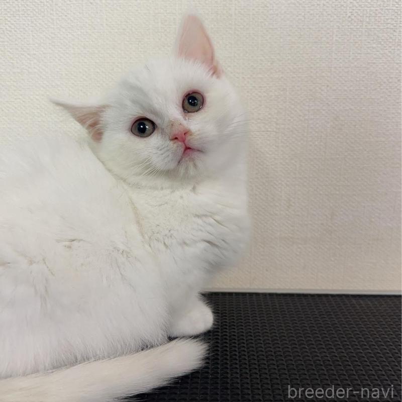 販売中の群馬県のミヌエット(短足)-136526の1枚目