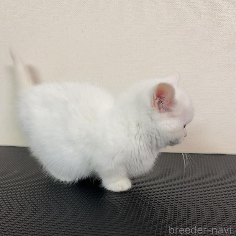 販売中の群馬県のミヌエット(短足)-136526の4枚目