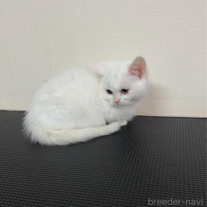 販売中の群馬県のミヌエット(短足)-136526の3枚目