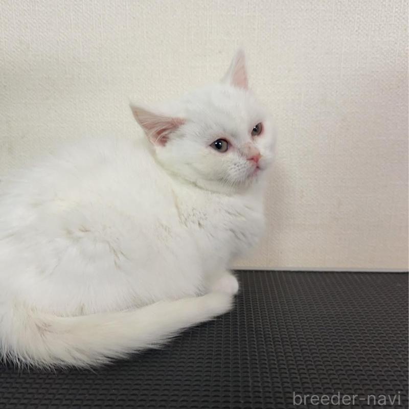 販売中の群馬県のミヌエット(短足)-136526の2枚目