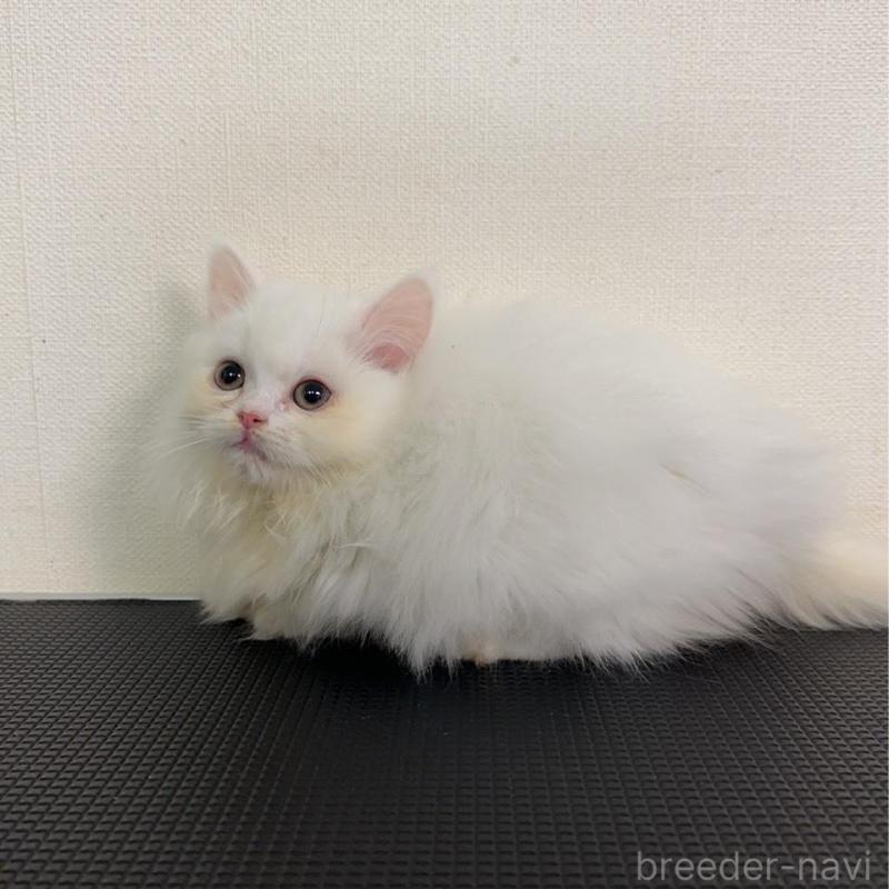 販売中の群馬県のミヌエット(短足)-136527