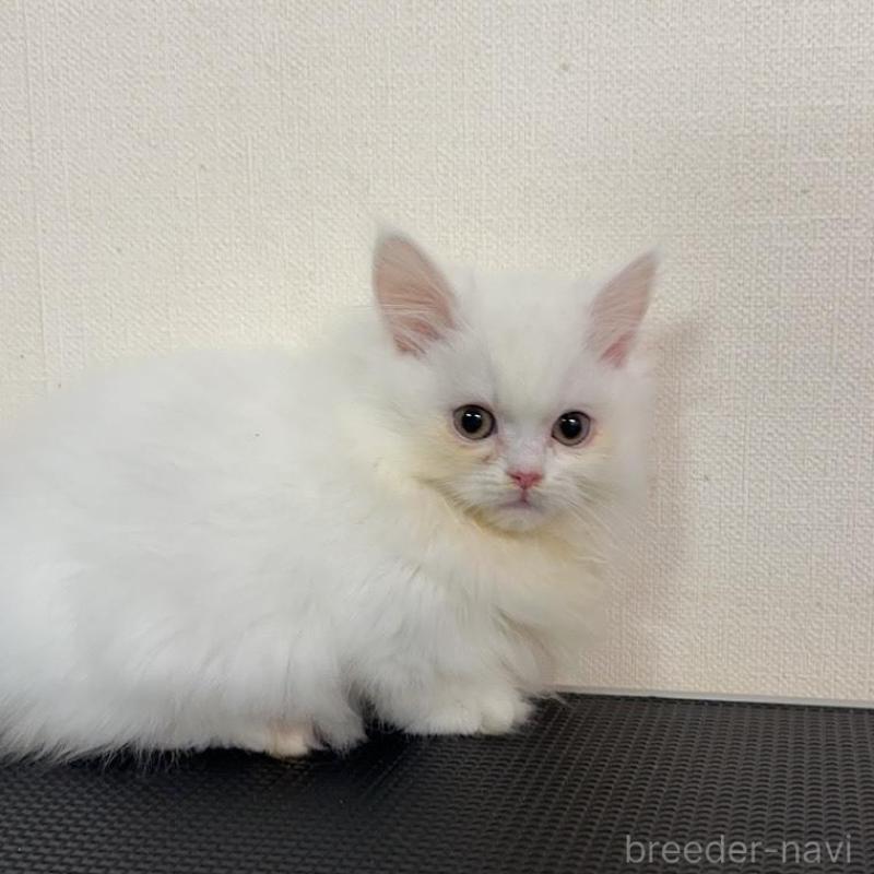 販売中の群馬県のミヌエット(短足)-136527の3枚目