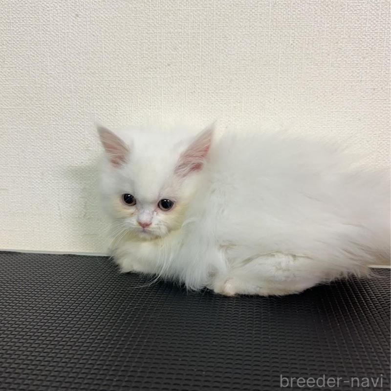 販売中の群馬県のミヌエット(短足)-136527の2枚目