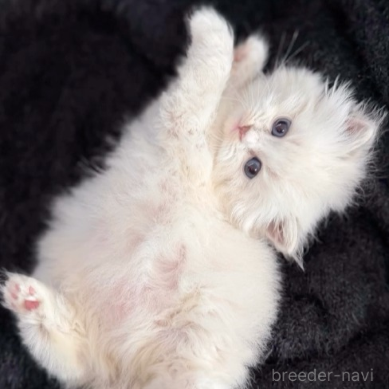 販売中の滋賀県のサイベリアン-136528の3枚目