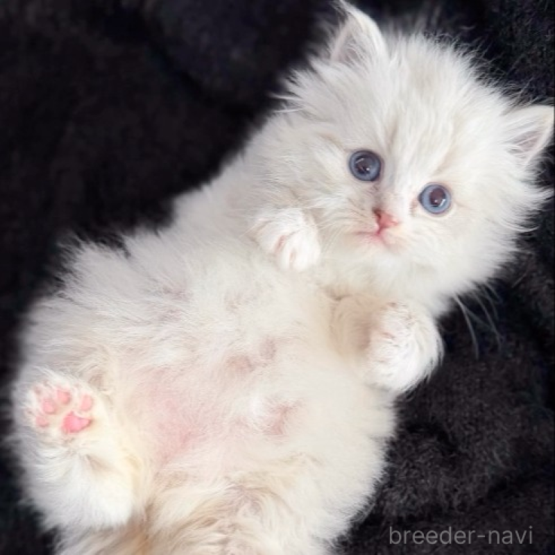 販売中の滋賀県のサイベリアン-136528の2枚目