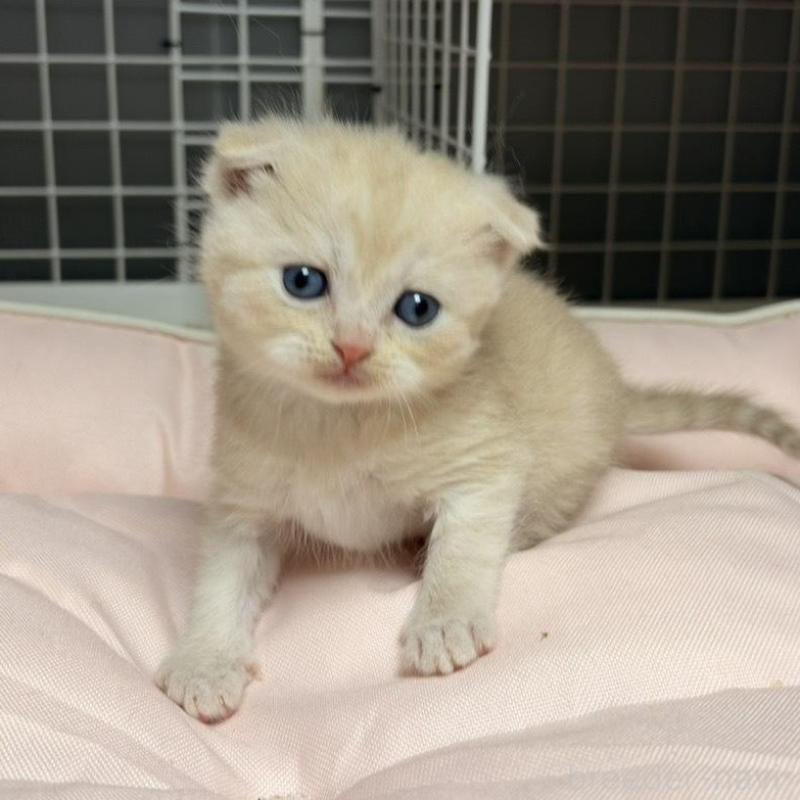 販売中の香川県のスコティッシュフォールド(折れ耳)-136530の5枚目