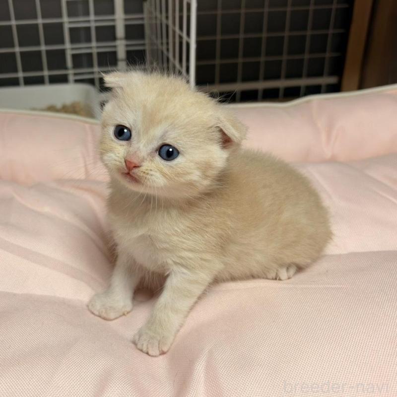 販売中の香川県のスコティッシュフォールド(折れ耳)-136530の4枚目