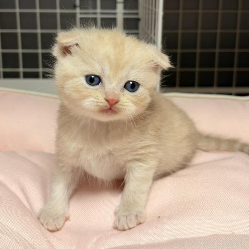 販売中の香川県のスコティッシュフォールド(折れ耳)-136530の3枚目