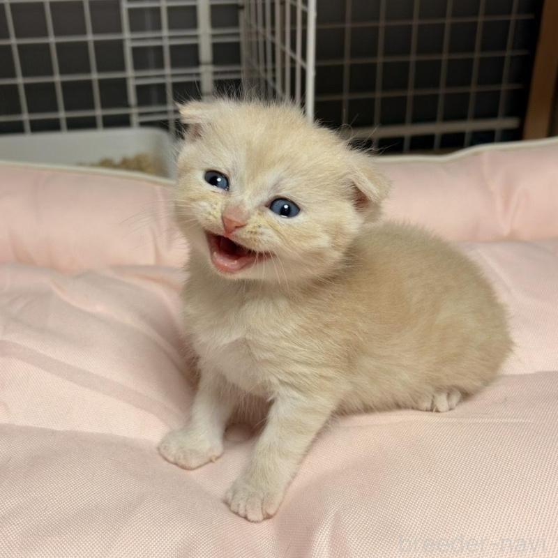 販売中の香川県のスコティッシュフォールド(折れ耳)-136530の2枚目