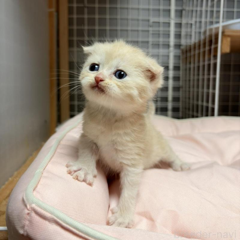 販売中の香川県のスコティッシュフォールド(折れ耳)-136530の1枚目