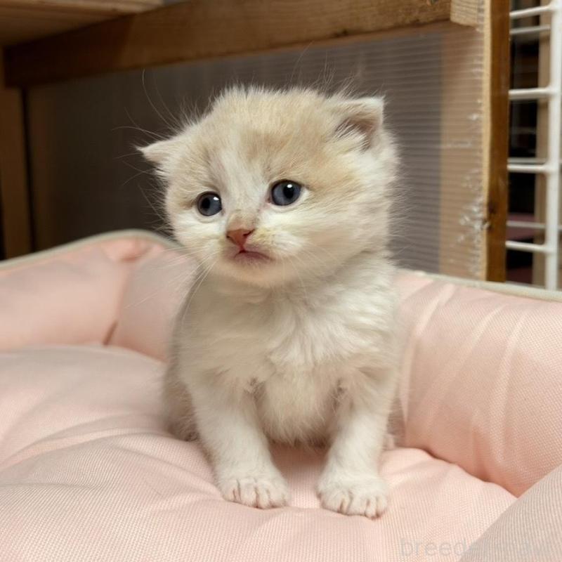 販売中の香川県のスコティッシュフォールド(折れ耳)-136531の7枚目