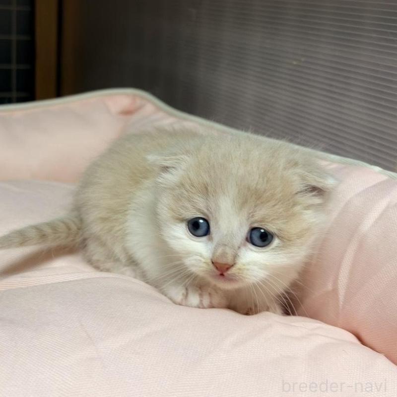 販売中の香川県のスコティッシュフォールド(折れ耳)-136531の6枚目