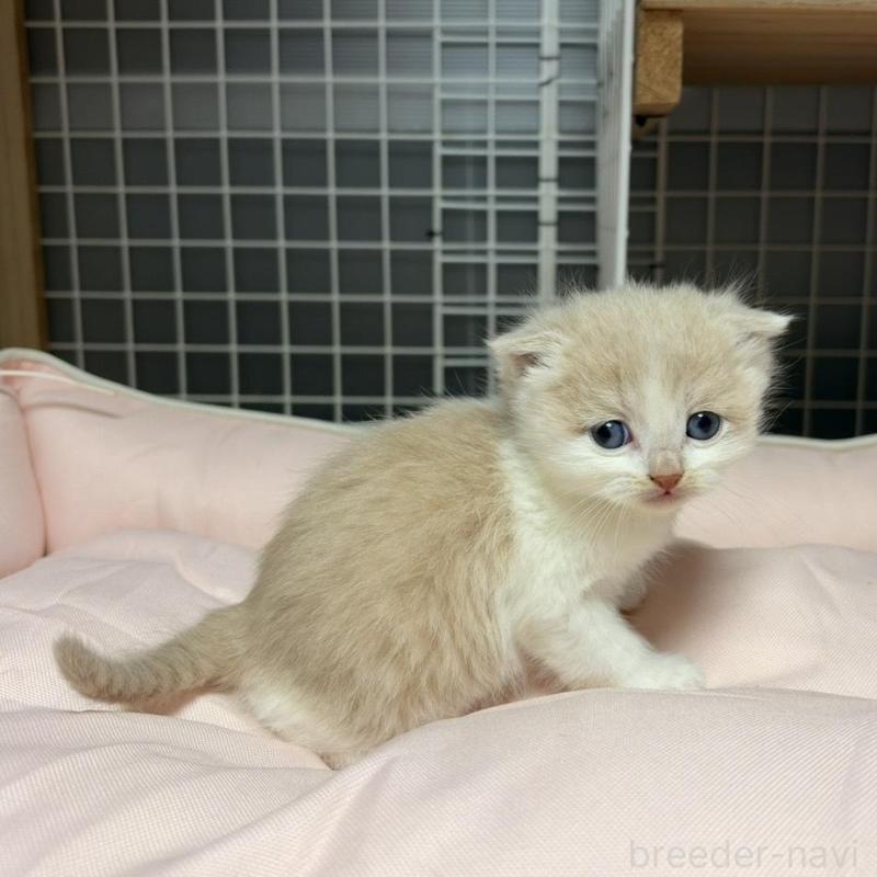 販売中の香川県のスコティッシュフォールド(折れ耳)-136531の5枚目