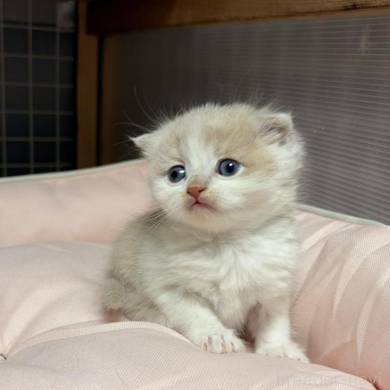 販売中の香川県のスコティッシュフォールド(折れ耳)-136531の3枚目