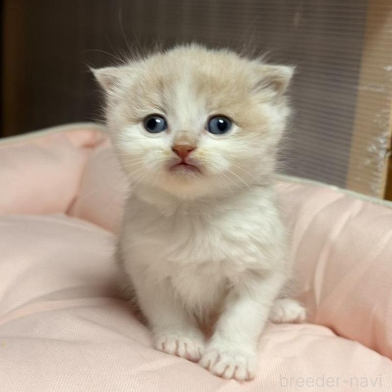 販売中の香川県のスコティッシュフォールド(折れ耳)-136531の2枚目