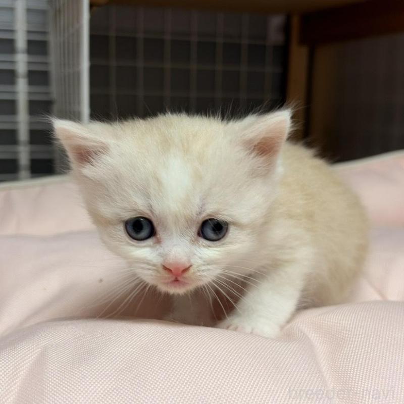 販売中の香川県のスコティッシュフォールド-136532の5枚目