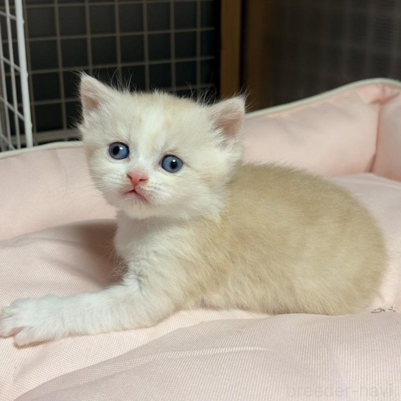 販売中の香川県のスコティッシュフォールド-136532の4枚目