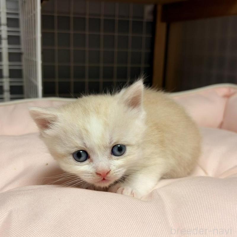 販売中の香川県のスコティッシュフォールド-136532の3枚目