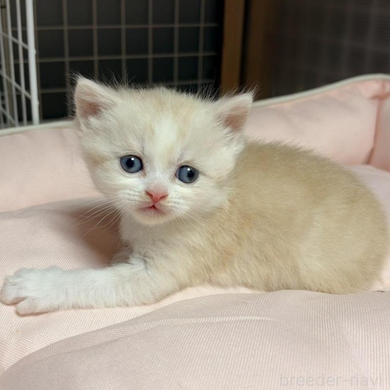 販売中の香川県のスコティッシュフォールド-136532の2枚目