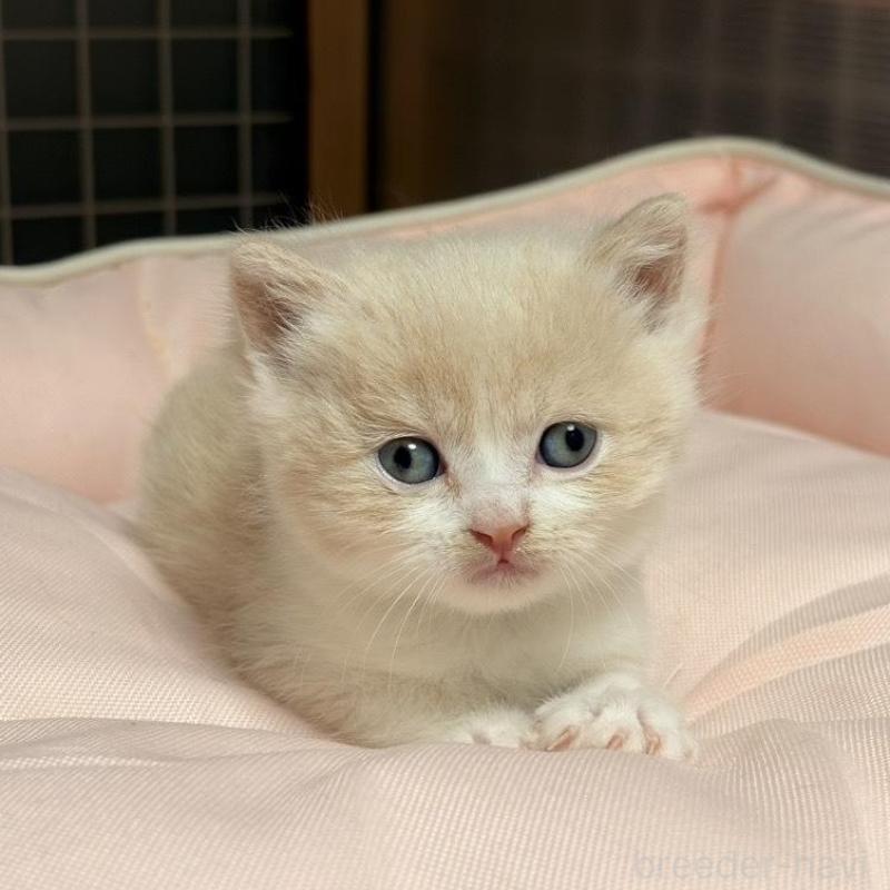 販売中の香川県のスコティッシュフォールド-136533の1枚目