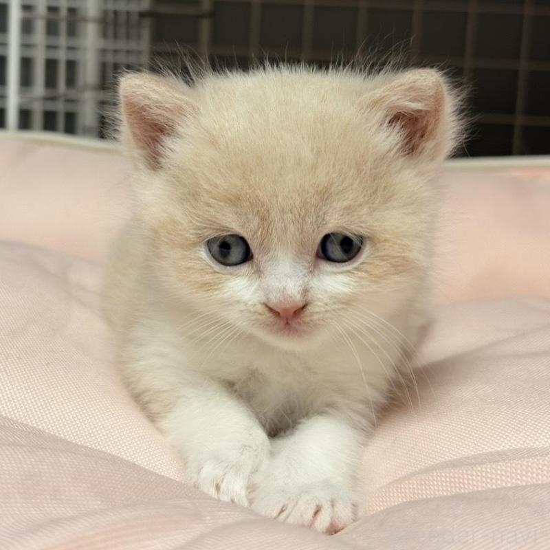 販売中の香川県のスコティッシュフォールド-136533の7枚目