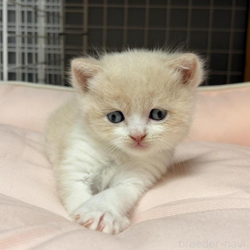 販売中の香川県のスコティッシュフォールド-136533の6枚目