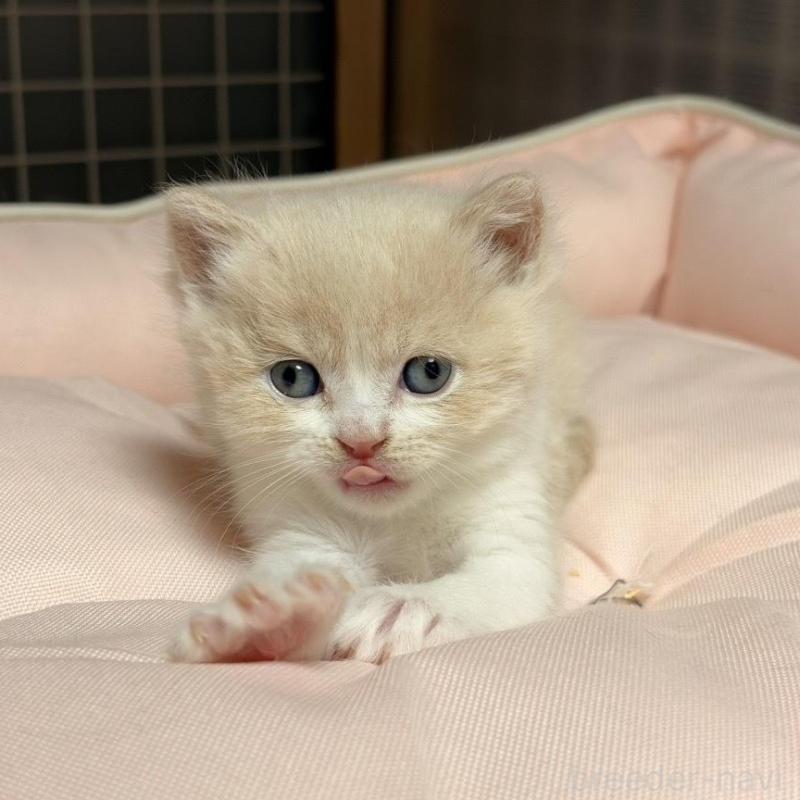 販売中の香川県のスコティッシュフォールド-136533の4枚目