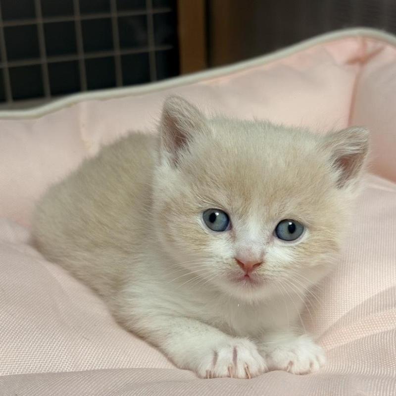 販売中の香川県のスコティッシュフォールド-136533の3枚目