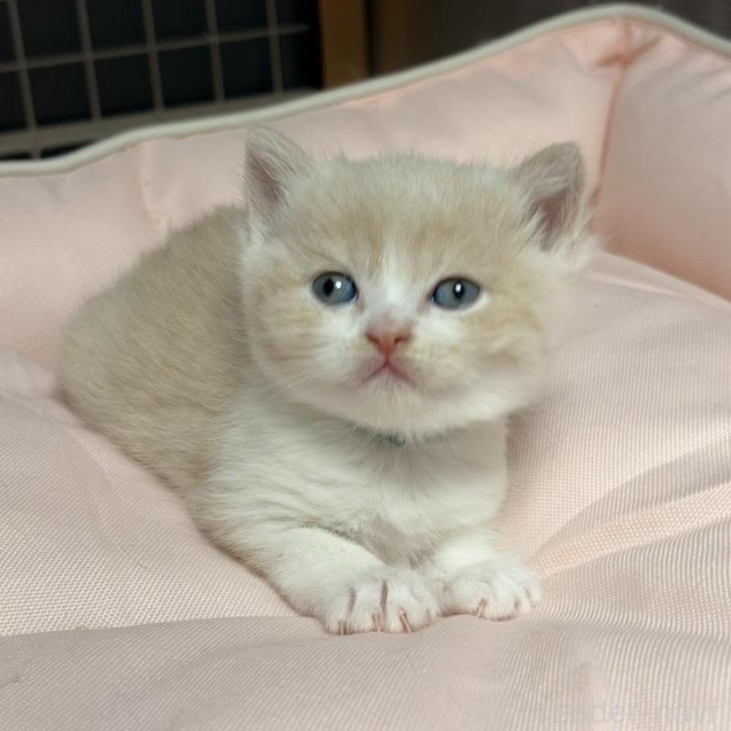 販売中の香川県のスコティッシュフォールド-136533の2枚目