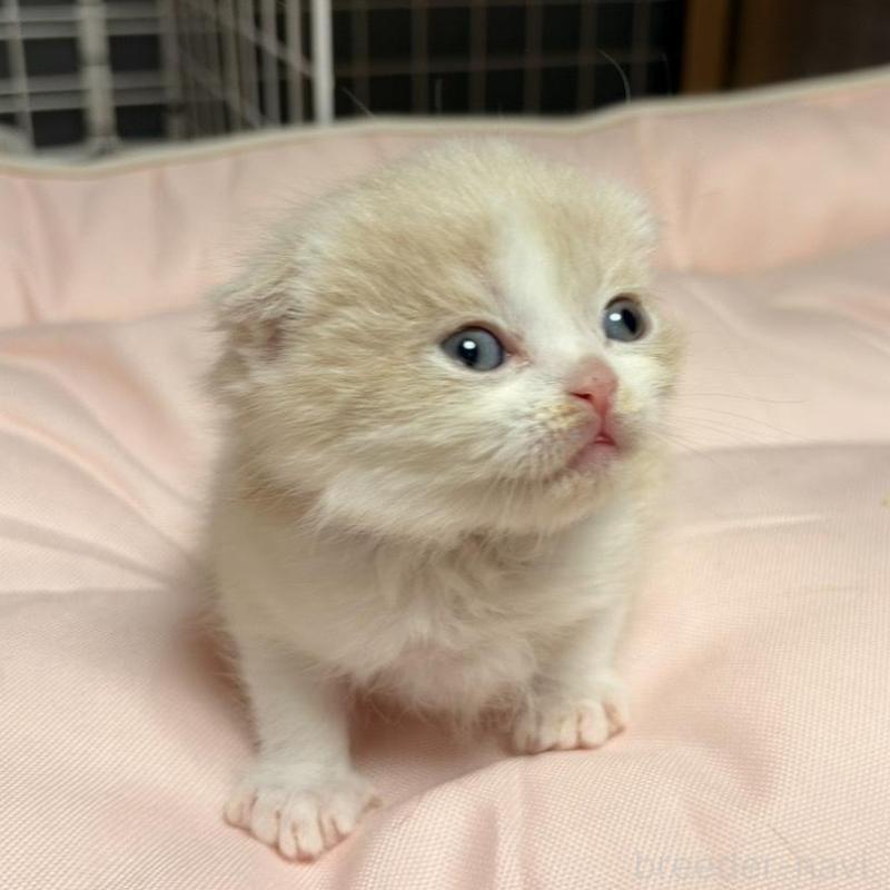 販売中の香川県のスコティッシュフォールド(折れ耳)-136534の6枚目